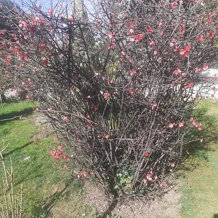 La Casetta Di Nives 住宿加早餐酒店