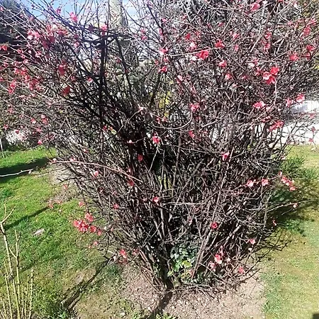 La Casetta Di Nives *