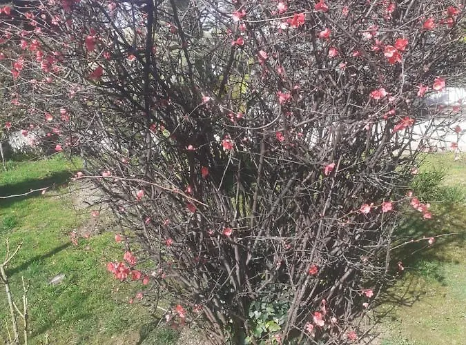 La Casetta Di Nives Bed and breakfast